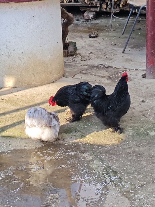 Vand cocosei cochinchina pitic