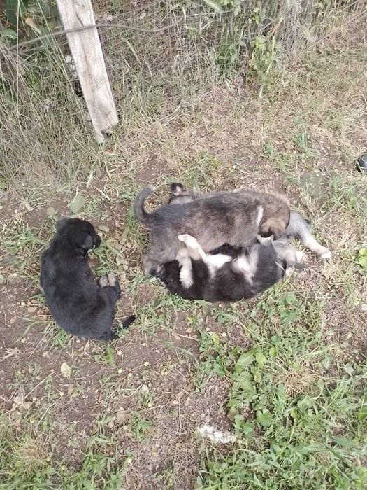 Отдам щенков в хорошие руки