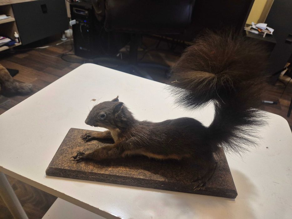 Animale ,pasari inpaiate,taxidermie