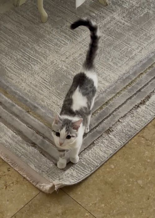 Пропала кошка, район Ремизовка