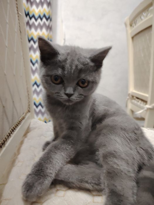 Британская кошка