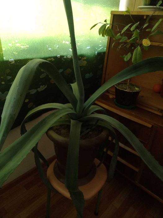 Агава из семейства спаржевых