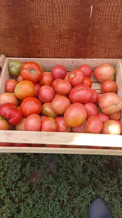 Продам домашние помидоры