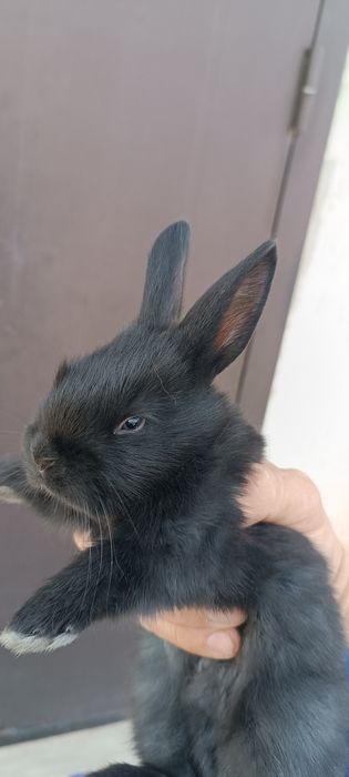 Маленькие крольчата красивые