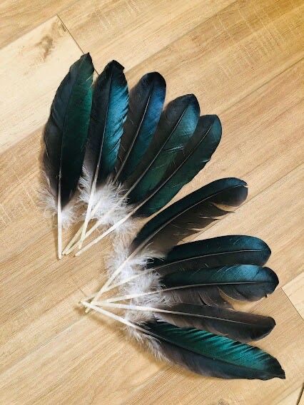 Pene de rata 25 bucati