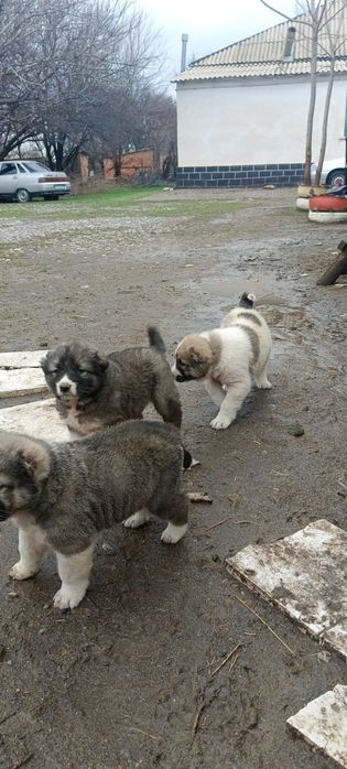 Күшіктер сатылады