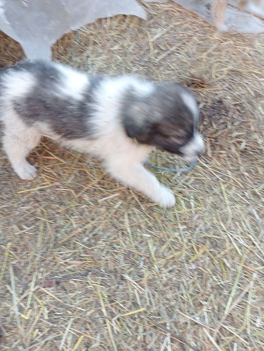 Donez catei mioritic ciobănesc