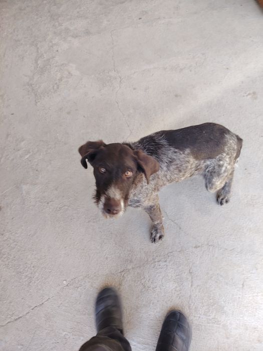 Дратхаар сотилади