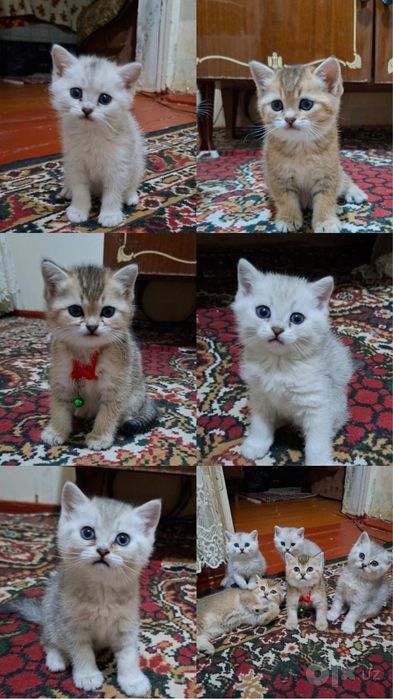 Продается котята