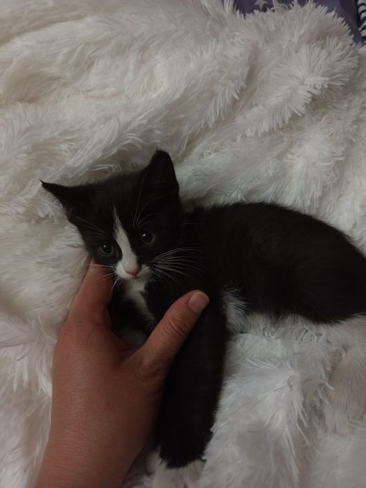 Отдам котенка . Бесплатно.