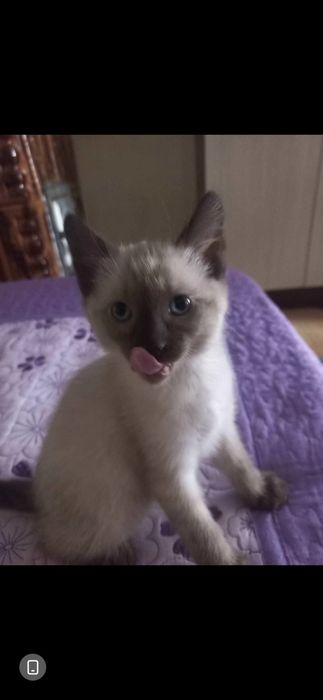 Pisici birmanezi