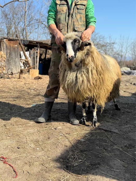 Vand berbec breaz stramior de valea jiului
