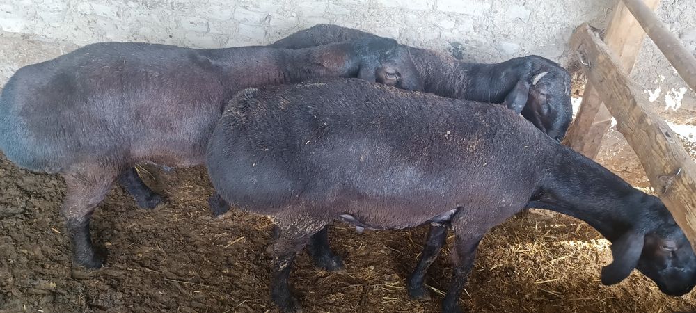 Qoʻchqorlar sotiladi