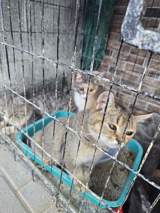 Спасите котят! Заберите их!: Hadya qilaman - Mushuklar Samarqand на Olx