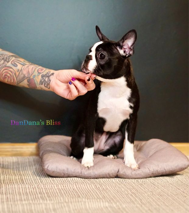 Boston Terrier cu pedigree - fetita
