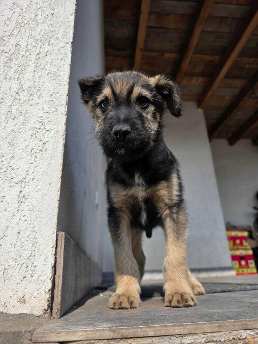 Catel de 4 luni, maro, jucaus...spre adoptie