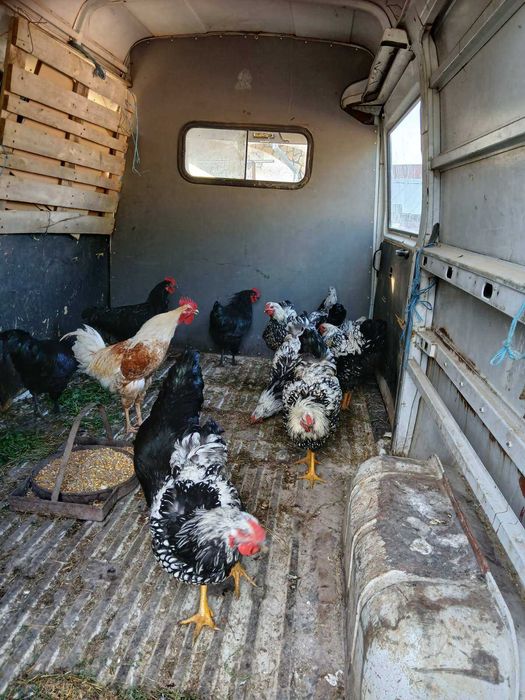 Продавам пронесли млади ярки и кокошки Ломан браун