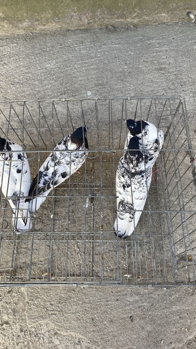 Продам голубей .