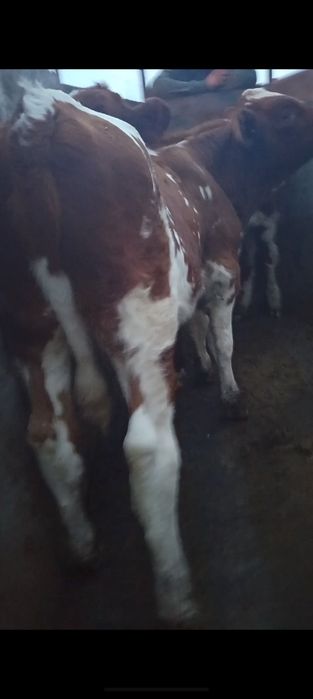 Продам 3 бычка подсосных