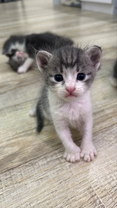 Котята ищут любящий дом