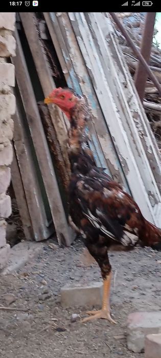 Продам петушка дакан