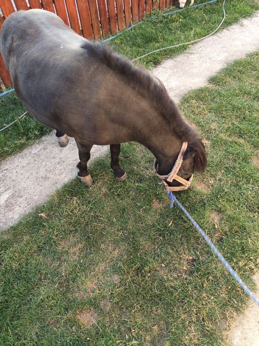 Poneița de talie mica cu ham și căruță blândă