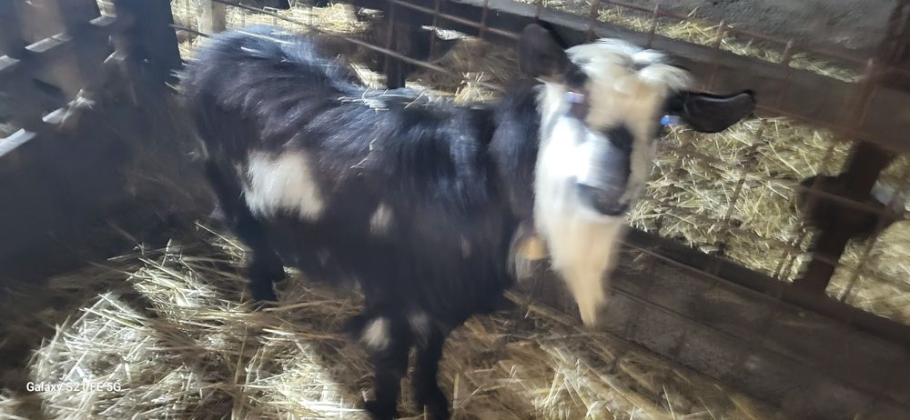 Schimb țap Carpatin