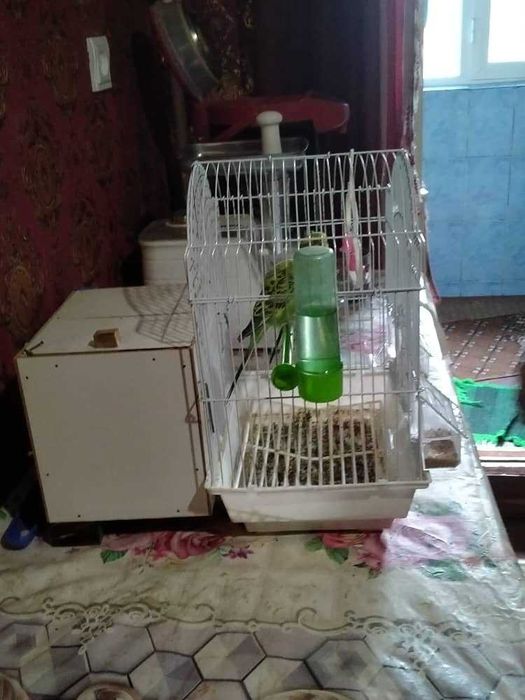 Papugay 2 ta qafasi bilan