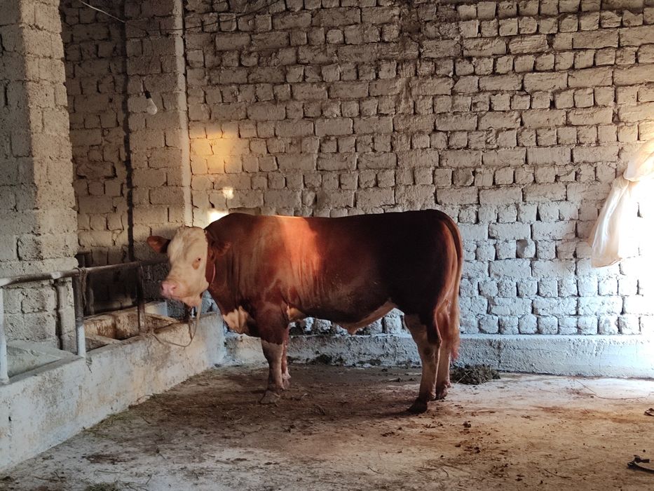 Simmental sotiladi