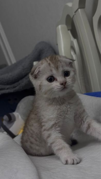 продается котенок