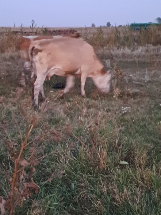 Продам коров симментальской породы.