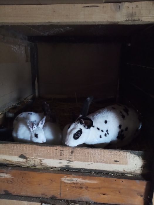 Iepurași rex sau maturi