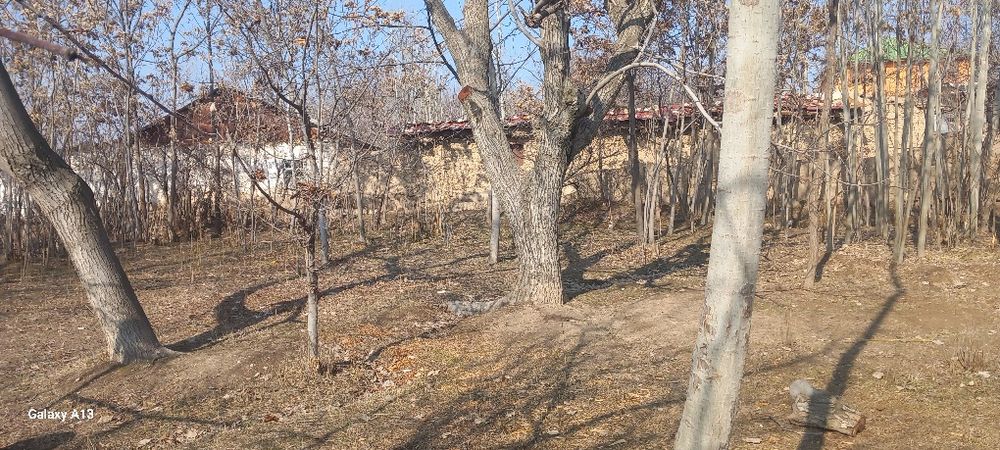 Sherobod tumani zarabog' qishlog'ida Tomarqa sotiladi so'tig'i 5milion