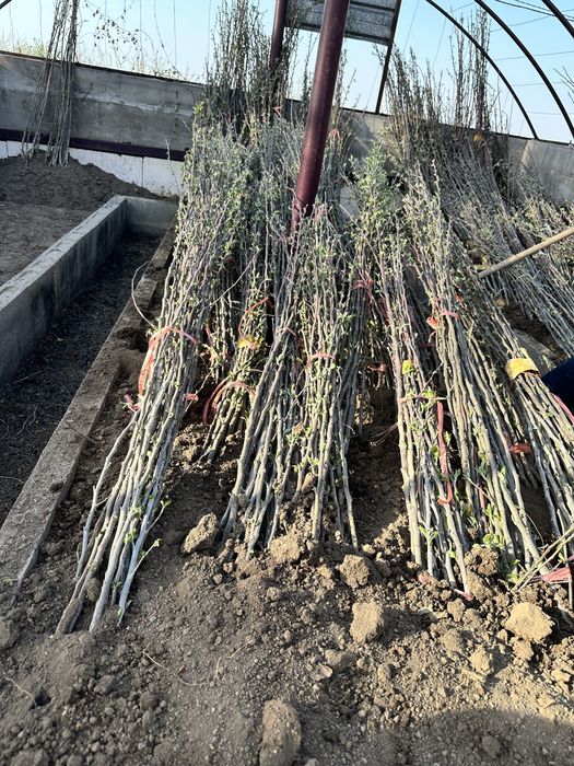 Ликвидация питомника, продажа саженцев