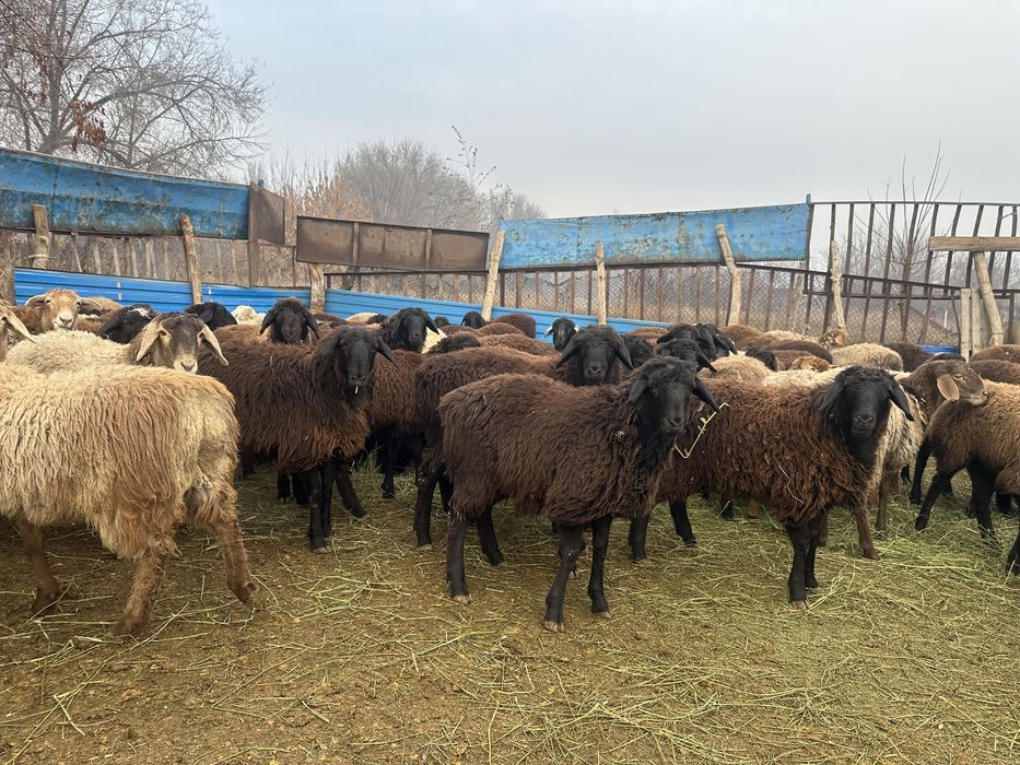 Бараны бараны бараны