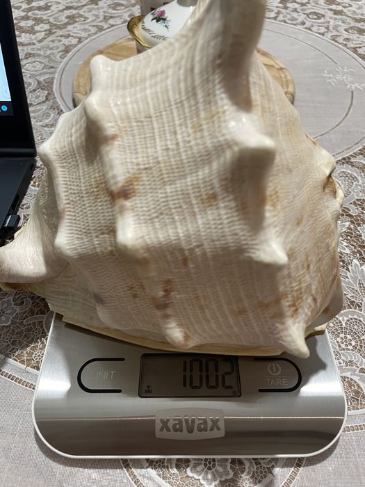 1002гр Голяма морска раковина