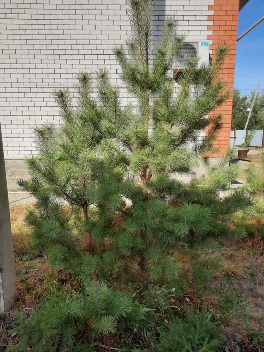 Сосна, елки в Актобе