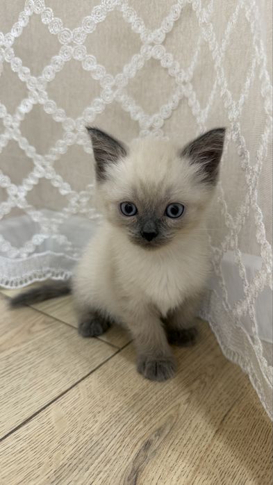 Чистокровный шотландский скоттиш страйт корткошорстный прямоухий