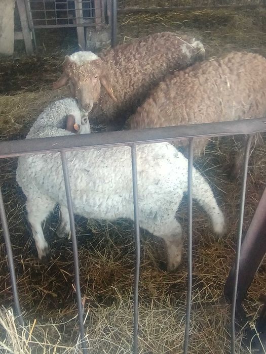 Агнета 20- 30 килограма