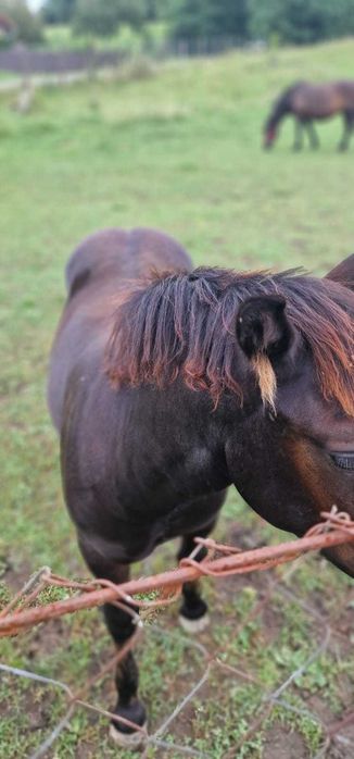 Iapa tanara și mânz de 4luni