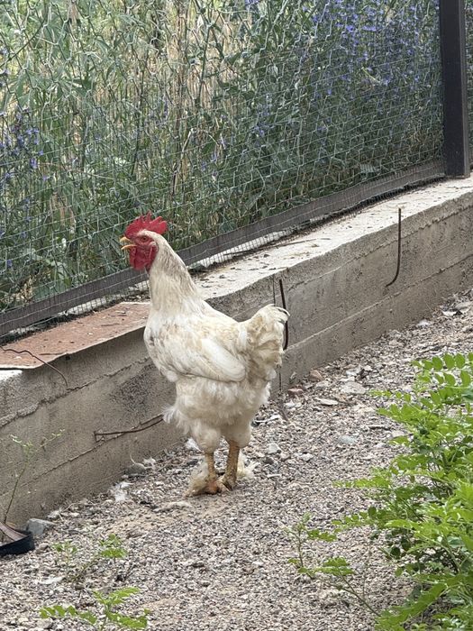 Продам молодые петухи