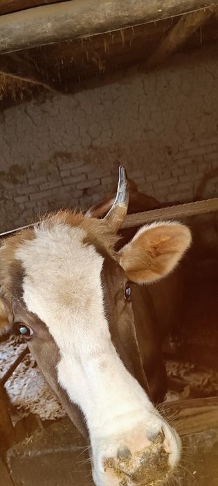 Хунажинлар сотилади