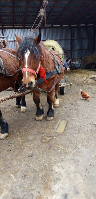 Vând caii 6mii de euro