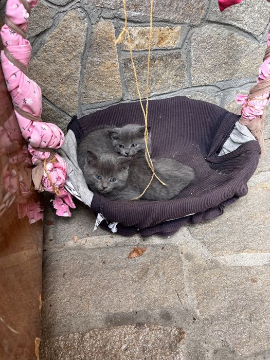 Тези сладки котенца си търсят дом