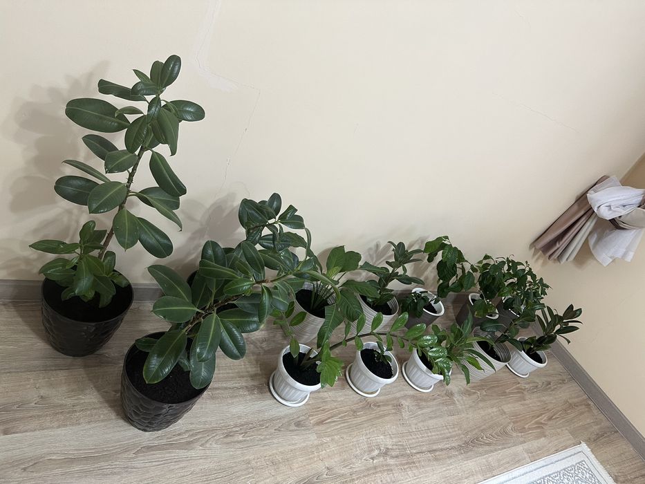 Цветы в горшоке разных видов