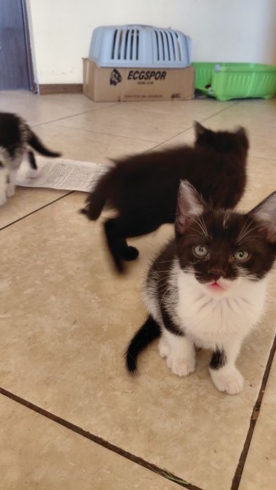 Donez 5 pui de pisica