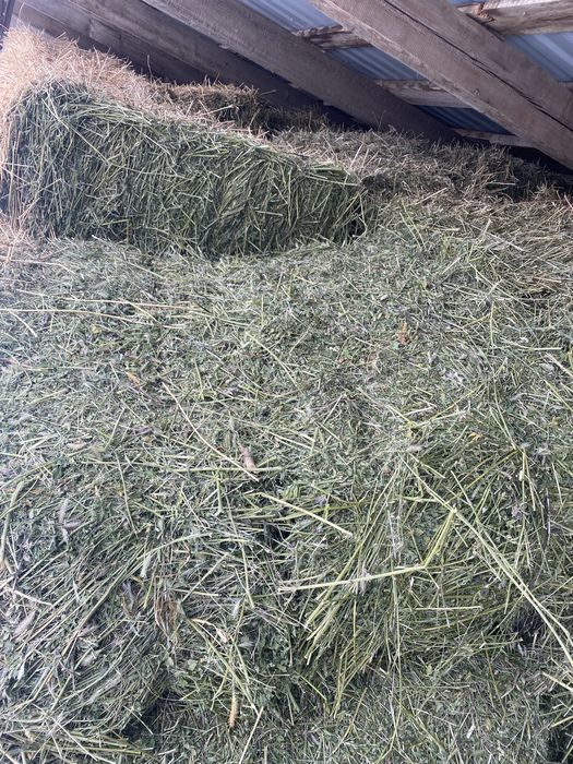 Продам люцерна жоңышқа сатылады