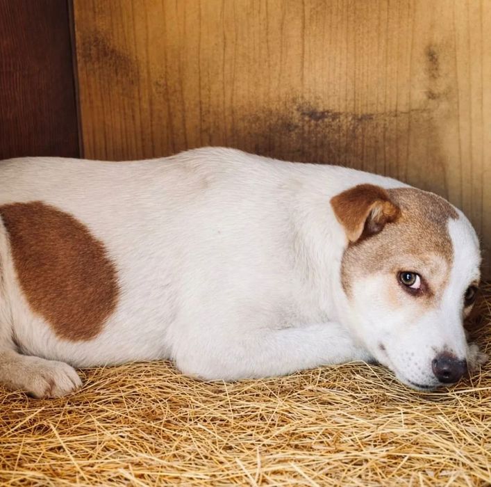 Щенок в поиске дома