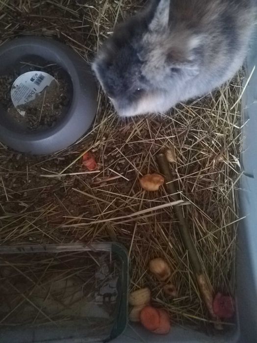 Iepurași cap de leu