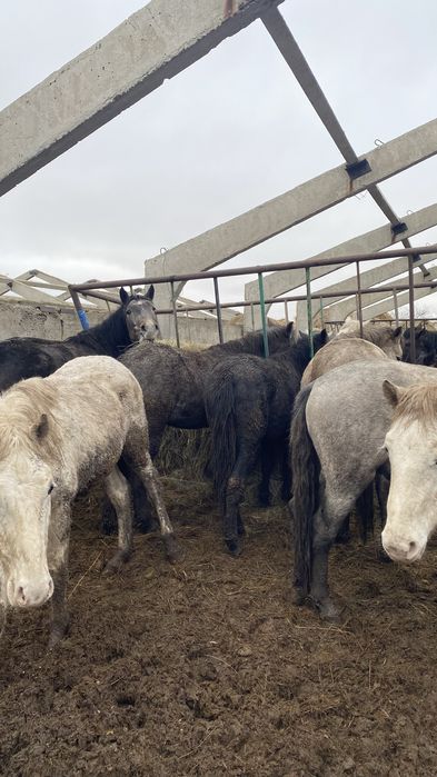 Продам Базу для откорм